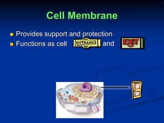 Cell Membrane
 Provides support and protection
 Functions as cell and
 