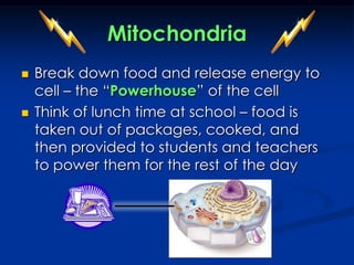 MitochondriaBreak down food and release energy to cell – the “Powerhouse” of the cellThink of lunch time at school – food is taken out of packages, cooked, and then provided to students and teachers to power them for the rest of the day