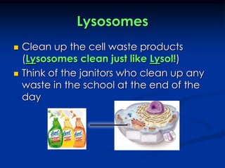 LysosomesClean up the cell waste products (Lysosomes clean just like Lysol!)Think of the janitors who clean up any waste in the school at the end of the day