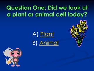 Question One: Did we look at a plant or animal cell today?A) PlantB) Animal