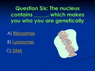 Question Six: The nucleus contains _____, which makes you who you are geneticallyA) RibosomesB) LysosomesC) DNA