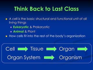 Think Back to Last ClassA cell is the basic structural and functional unit of all living thingsEukaryotic& ProkaryoticAnimal & PlantHow cells fit into the rest of the body’s organizationTissueCellOrganOrgan SystemOrganism