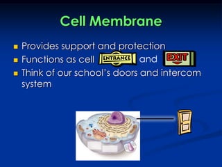 Cell MembraneProvides support and protectionFunctions as cellThink of our school’s doors and intercom systemand