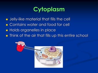 CytoplasmJelly-like material that fills the cellContains water and food for cellHolds organelles in placeThink of the air that fills up this entire school