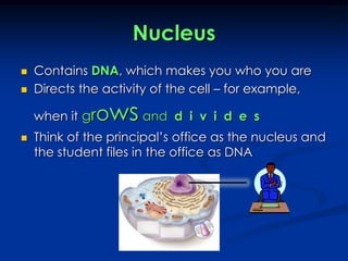 NucleusContains DNA, which makes you who you areDirects the activity of the cell – for example, when itgrowsand  d  i  v  i  d  e  sThink of the principal’s office as the nucleus and the student files in the office as DNA