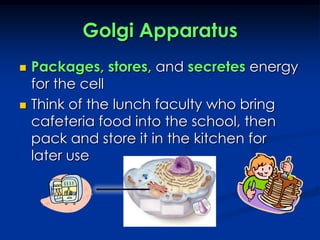 Golgi ApparatusPackages, stores, and secretes energy for the cell Think of the lunch faculty who bring cafeteria food into the school, then pack and store it in the kitchen for later use