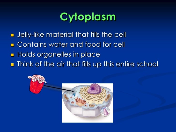 Cell Organelles