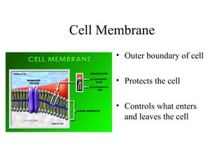 Cell Membrane ,[object Object],[object Object],[object Object]