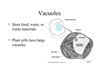 Vacuoles Store food, water, or waste materials Plant cells have large vacuoles 
