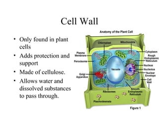 Cell Wall Only found in plant cells  Adds protection and support Made of cellulose. Allows water and dissolved substances to pass through. 