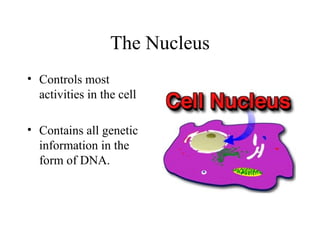 The Nucleus Controls most activities in the cell Contains all genetic information in the form of DNA.  