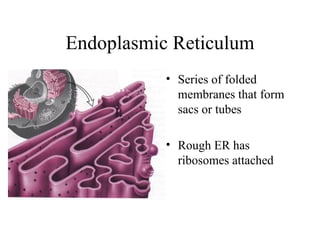 Endoplasmic Reticulum Series of folded membranes that form sacs or tubes Rough ER has ribosomes attached  