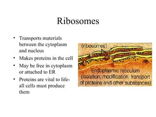 Ribosomes Transports materials between the cytoplasm and nucleus Makes proteins in the cell May be free in cytoplasm or attached to ER Proteins are vital to life- all cells must produce them 