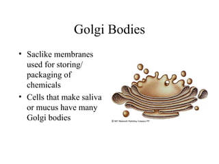 Golgi Bodies Saclike membranes used for storing/ packaging of chemicals Cells that make saliva or mucus have many Golgi bodies 