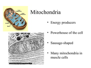 Mitochondria Energy producers Powerhouse of the cell Sausage-shaped Many mitochondria in muscle cells 