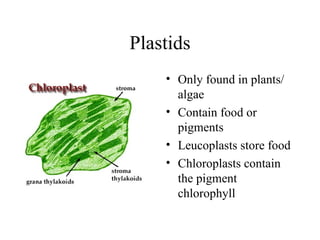 Plastids Only found in plants/ algae Contain food or pigments Leucoplasts store food Chloroplasts contain the pigment chlorophyll 