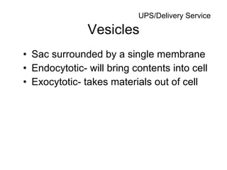 Vesicles Sac surrounded by a single membrane Endocytotic- will bring contents into cell Exocytotic- takes materials out of cell UPS/Delivery Service 