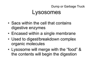 Lysosomes Sacs within the cell that contains digestive enzymes Encased within a single membrane Used to digest/breakdown complex organic molecules Lysosome will merge with the “food” & the contents will begin the digestion Dump or Garbage Truck 