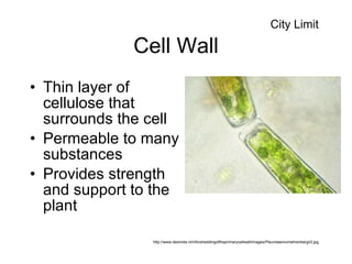 Cell Wall Thin layer of cellulose that surrounds the cell Permeable to many substances Provides strength and support to the plant http://www.desmids.nl/info/sheddingoftheprimarycellwall/images/Pleurotaeniumehrenbergii3.jpg City Limit 