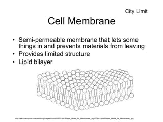 Cell Membrane Semi-permeable membrane that lets some things in and prevents materials from leaving Provides limited structure Lipid bilayer http://wiki.chemprime.chemeddl.org/images/thumb/6/60/Lipid-Bilayer_Model_for_Membranes_.jpg/470px-Lipid-Bilayer_Model_for_Membranes_.jpg City Limit 