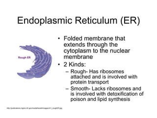 Endoplasmic Reticulum (ER) Folded membrane that extends through the cytoplasm to the nuclear membrane 2 Kinds: Rough- Has ribosomes attached and is involved with protein transport Smooth- Lacks ribosomes and is involved with detoxification of poison and lipid synthesis http://publications.nigms.nih.gov/insidethecell/images/ch1_roughER.jpg 