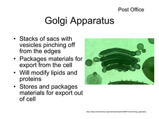 Golgi Apparatus Stacks of sacs with vesicles pinching off from the edges Packages materials for export from the cell Will modify lipids and proteins Stores and packages materials for export out of cell http://www.sciencenews.org/view/download/id/48467/name/Golgi_apparatus Post Office 
