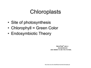 Chloroplasts Site of photosynthesis Chlorophyll = Green Color Endosymbiotic Theory http://www.cbs.dtu.dk/staff/dave/roanoke/chloroplast.gif 