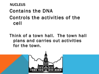 NUCLEUS Contains the DNA Controls the activities of the cell Think of a town hall.  The town hall plans and carries out activities for the town. 