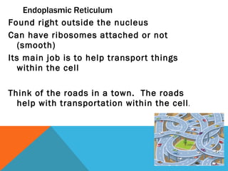 Endoplasmic Reticulum Found right outside the nucleus Can have ribosomes attached or not (smooth) Its main job is to help transport things within the cell Think of the roads in a town.  The roads help with transportation within the cell . 