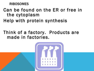 RIBOSOMES Can be found on the ER or free in the cytoplasm Help with protein synthesis Think of a factory.  Products are made in factories. 