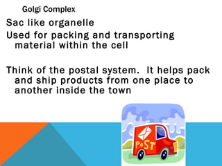 Golgi Complex Sac like organelle Used for packing and transporting material within the cell Think of the postal system.  It helps pack and ship products from one place to another inside the town 