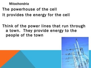Mitochondria The powerhouse of the cell It provides the energy for the cell Think of the power lines that run through a town.  They provide energy to the people of the town 