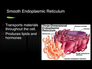 Cell organelles | PPT