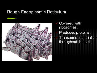 Rough Endoplasmic Reticulum Covered with ribosomes. Produces proteins. Transports materials throughout the cell. 