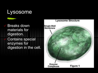 Lysosome Breaks down materials for digestion.  Contains special enzymes for digestion in the cell. 