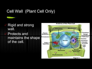 Cell Wall  (Plant Cell Only) Rigid and strong wall. Protects and maintains the shape of the cell. 