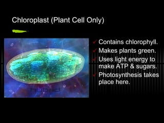 Chloroplast (Plant Cell Only) Contains chlorophyll. Makes plants green. Uses light energy to make ATP & sugars. Photosynthesis takes place here. 