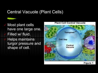 Central Vacuole (Plant Cells) Most plant cells have one large one. Filled w/ fluid. Helps maintains turgor pressure and shape of cell. 