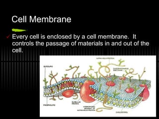 Cell Membrane Every cell is enclosed by a cell membrane.  It controls the passage of materials in and out of the cell. 