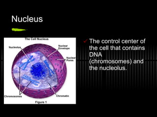 Nucleus The control center of the cell that contains DNA (chromosomes) and the nucleolus. 