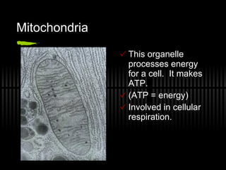Mitochondria This organelle processes energy for a cell.  It makes ATP.  (ATP = energy) Involved in cellular respiration. 