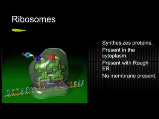 Ribosomes Synthesizes proteins. Present in the cytoplasm. Present with Rough ER. No membrane present. 