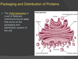 Packaging and Distribution of ProteinsThe Golgi Apparatusis a set of flattened, membrane-bound sacs that serve as the packaging and distribution centers of the cell.