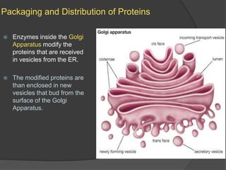 Packaging and Distribution of ProteinsEnzymes inside the Golgi Apparatus modify the proteins that are received in vesicles from the ER.The modified proteins are than enclosed in new vesicles that bud from the surface of the Golgi Apparatus.