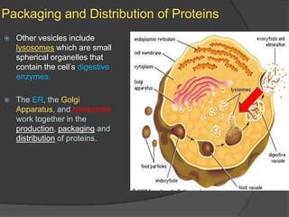 Packaging and Distribution of ProteinsOther vesicles include lysosomes which are small spherical organelles that contain the cell’s digestive enzymes.The ER, the Golgi Apparatus, and lysosomes work together in the production, packaging and distribution of proteins.