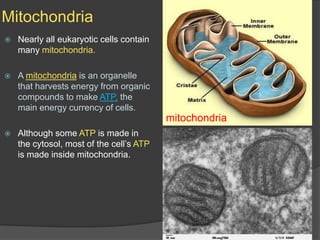 MitochondriaNearly all eukaryotic cells contain many mitochondria.A mitochondria is an organelle that harvests energy from organic compounds to make ATP, the main energy currency of cells.Although some ATP is made in the cytosol, most of the cell’s ATP is made inside mitochondria.mitochondria