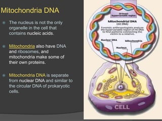 Mitochondria DNAThe nucleus is not the only organelle in the cell that contains nucleic acids.Mitochondria also have DNA and ribosomes, and mitochondria make some of their own proteins.Mitochondria DNA is separate from nuclear DNA and similar to the circular DNA of prokaryotic cells.