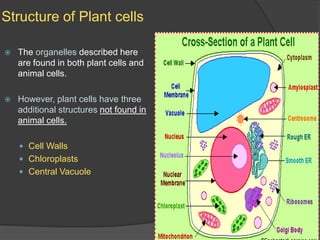 Structure of Plant cellsThe organelles described here are found in both plant cells and animal cells.However, plant cells have three additional structures not found in animal cells.Cell WallsChloroplastsCentral Vacuole