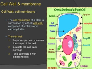 Cell Wall & membraneCell Wall: cell membraneThe cell membrane of a plant is surrounded by a thick cell wall, composed of proteins and carbohydrates.The cell wall helps support and maintain the shape of the cell protects the cell from damage and connects it with adjacent cells