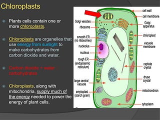 ChloroplastsPlants cells contain one or more chloroplasts.Chloroplasts are organelles that use energy from sunlight to make carbohydrates from carbon dioxide and water.Carbon dioxide + water  carbohydratesChloroplasts, along with mitochondria, supply much of the energy needed to power the energy of plant cells.